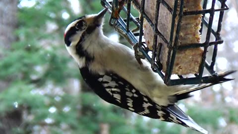 Downy Woodpecker