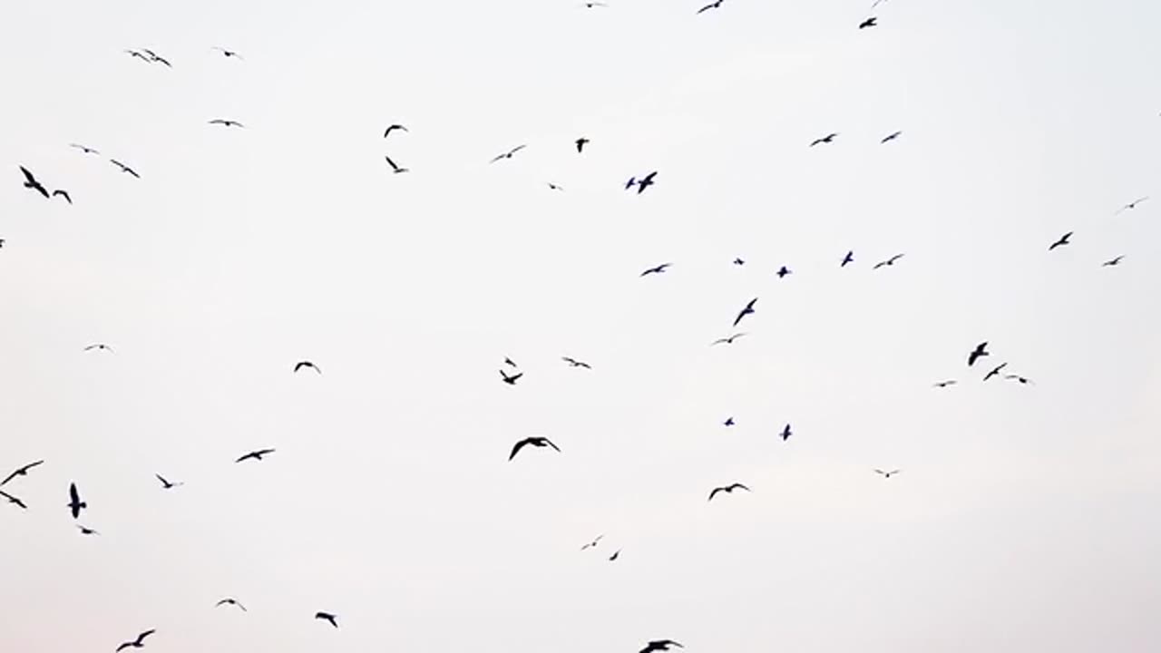 Birds on Sky