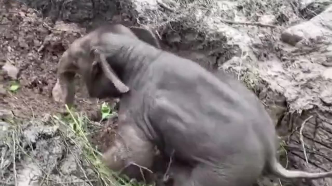 Elephant CPR