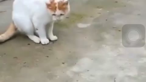 Cute mouse and cat will make you laugh