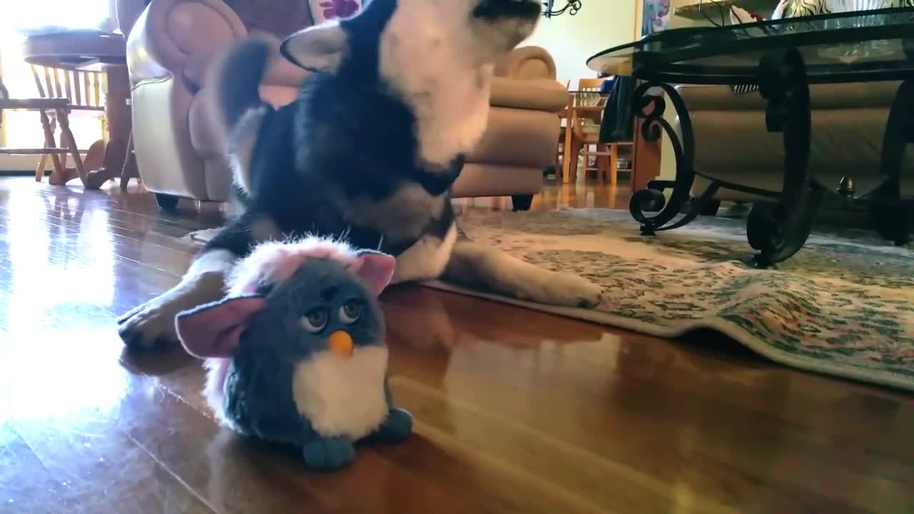 Cute Siberian Husky Afraid of Furbies