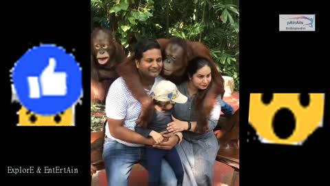 Orangutan kiss girl | Gorilla kiss to Indian Girl | gorilla proposing to girl | #Gorilla