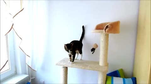 The Cutest Compilation of Cat Meows Ever 1