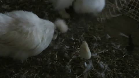 Brahma pullets (6)