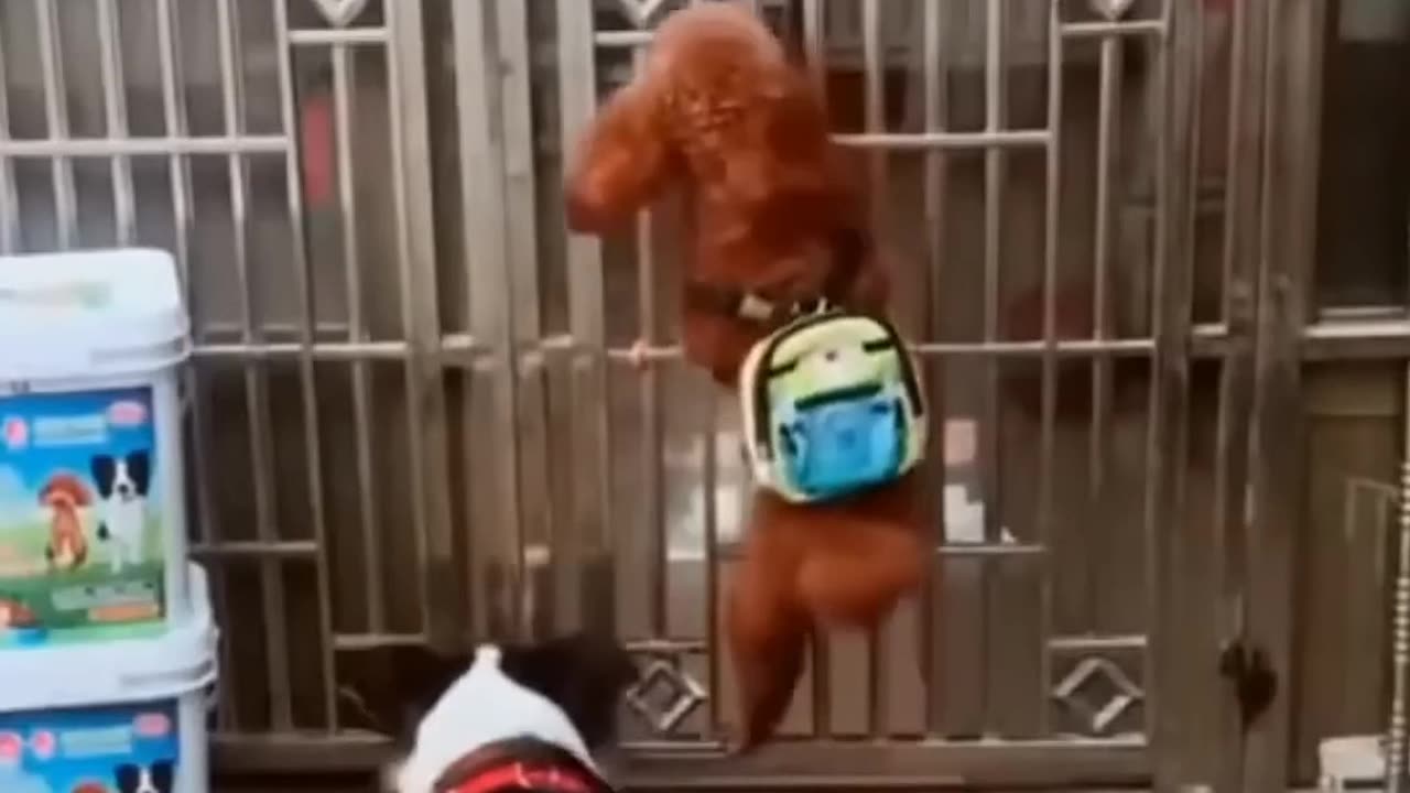 Funny Animal Video 🤣🤣🤣