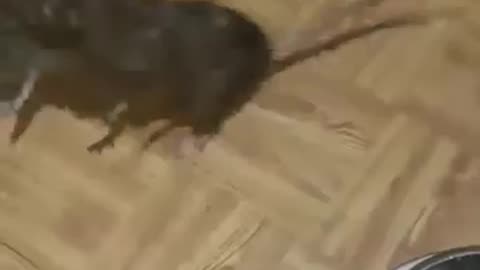 Mouse Fight 🐭