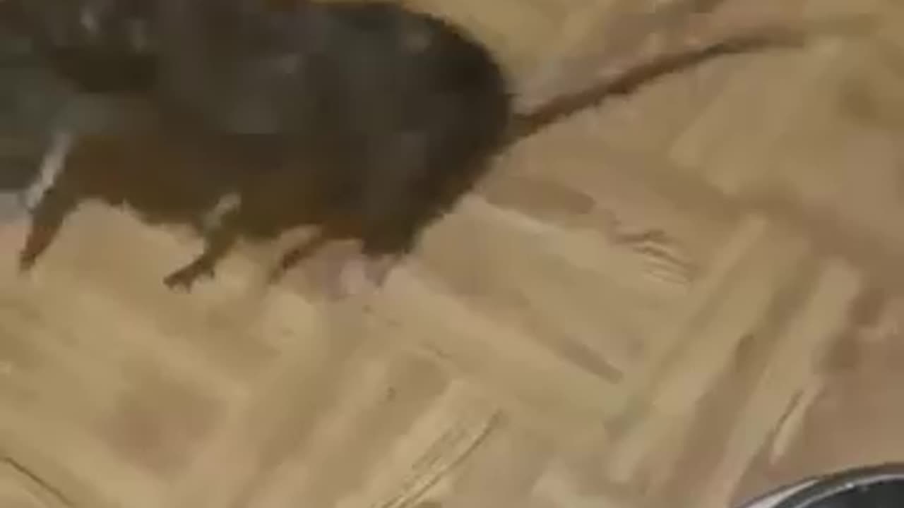 Mouse Fight 🐭