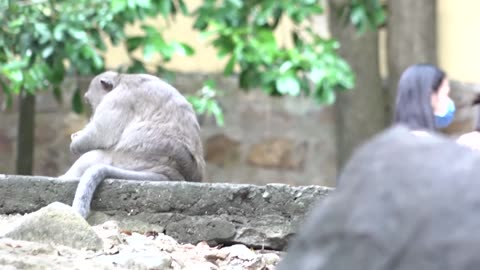 Monkeys Being Familiar With Living Beside Human Society 13 - Viral Monkey
