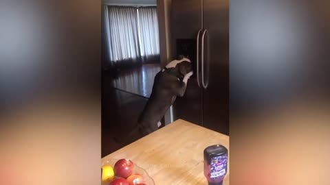 funny animal videos