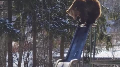 A bear loves to have fun