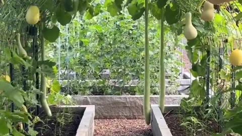 Veggies tunnel