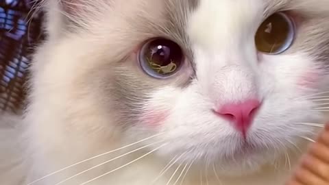 Beautiful cat