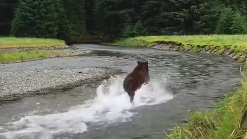 Shorts - Bear While Relaxing....