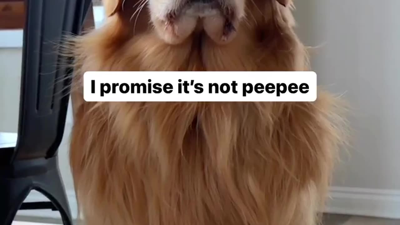 Best advertisement for a golden retriever. Didn’t want one. Now I do. 😂