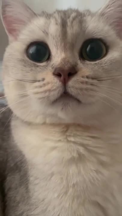 cute and funny cat shorts❤🤣#cat #shorts #cutecat #funnycats