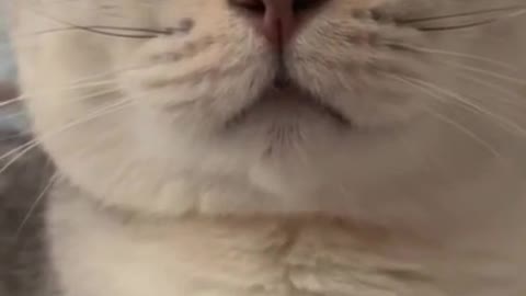 cute and funny cat shorts❤🤣#cat #shorts #cutecat #funnycats