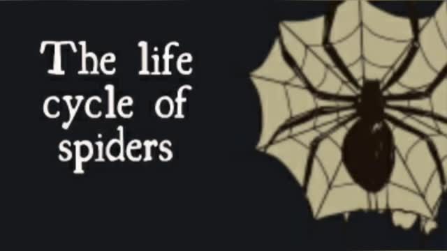 the life cycle of spiders 🕷️🕷️