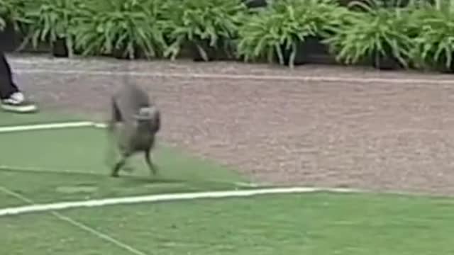 What the dog doing.mp4
