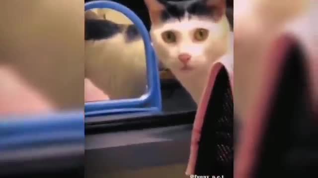 Funny Dogs and Cats animals moments