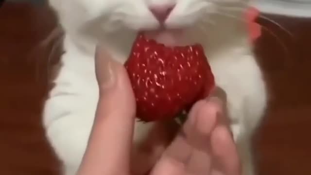 Cute Cat loves Strawberries | Must Watch Short Video