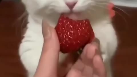 Cute Cat loves Strawberries | Must Watch Short Video