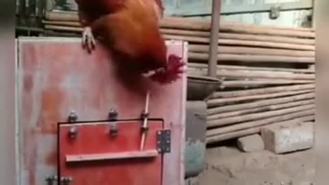 Very clever chicken