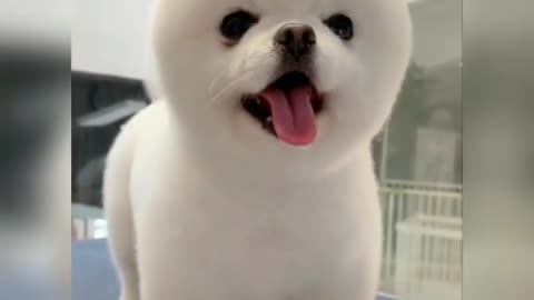 cute pets and animals part 25