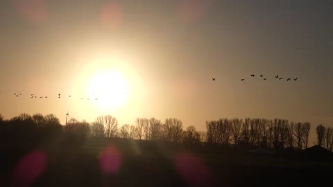 Blässgänse (Anser albifrons) pale gooses in bislicher Insel Wese