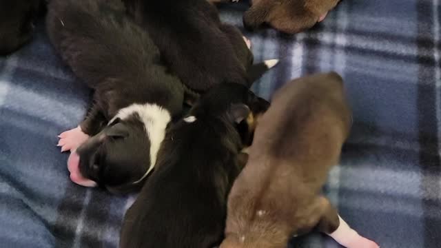 Ripley's Last Litter 1st Video