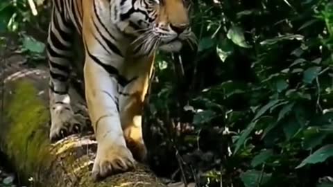 Tiger Africa Impression