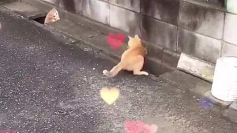 two cats playing catch