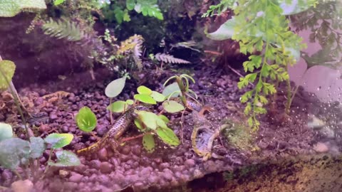Kasumi salamander terrarium tank 20220927