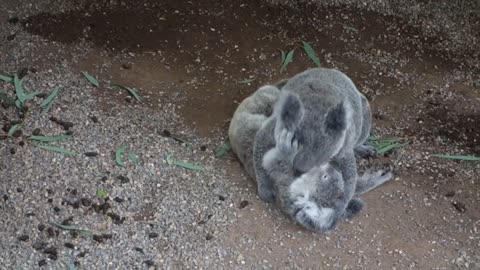 Baby Koala's in Australia