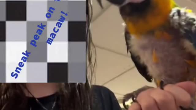 This is the sneak peak on the new macaw!