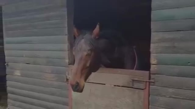 Horses kissing each other for the first time