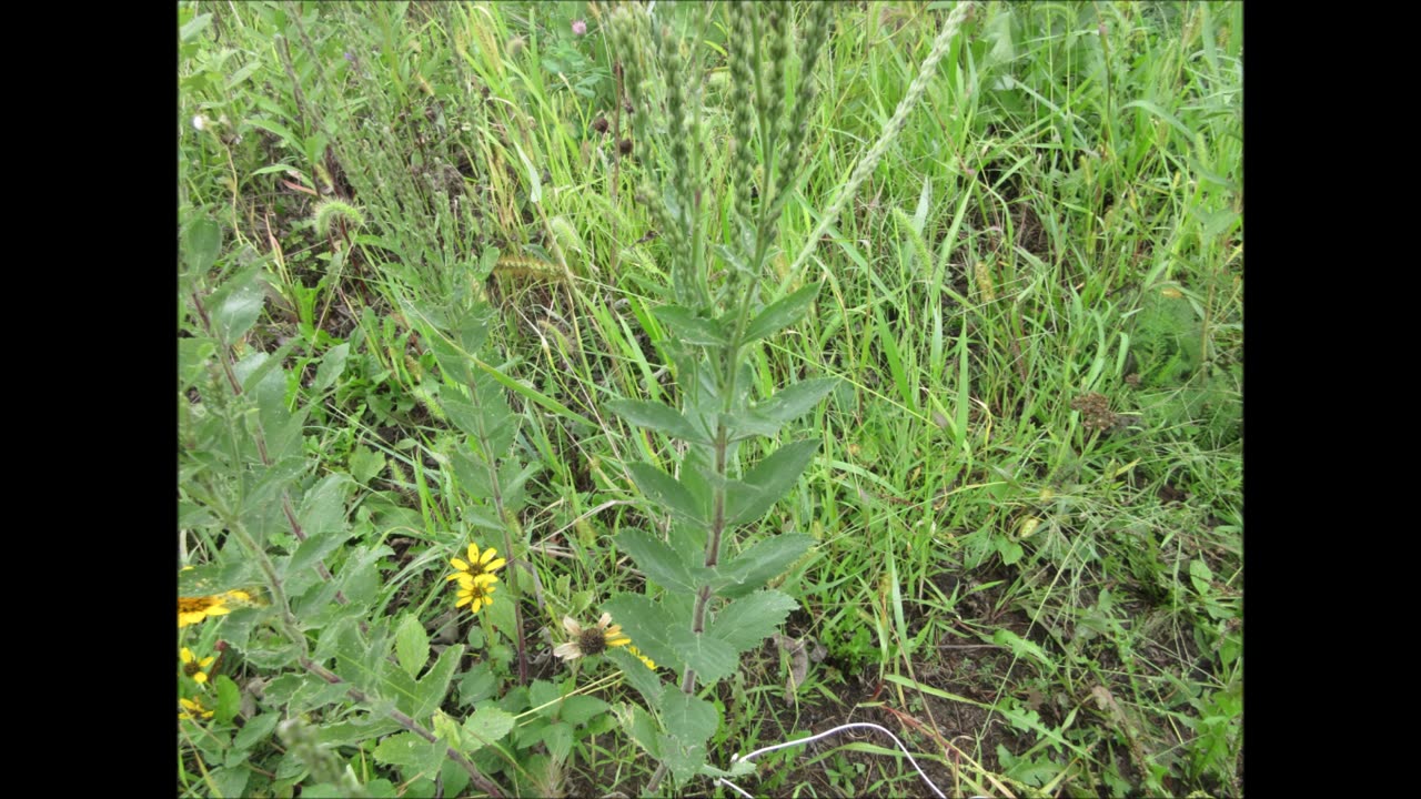 Beautiful Lavender Spires Hoary Vervain Sept 2021