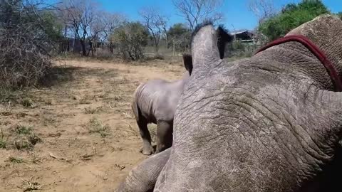 Protective Baby Rhino Guards Mother During Toe Treatment