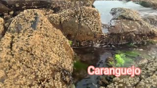O Nome Dos Animais Marinhos | Vídeo Educativo para Crianças