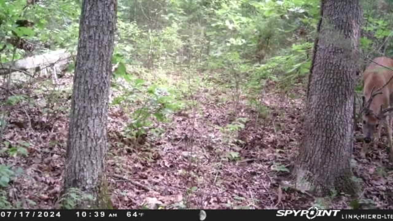 Game Cam Captures of the life on my lands