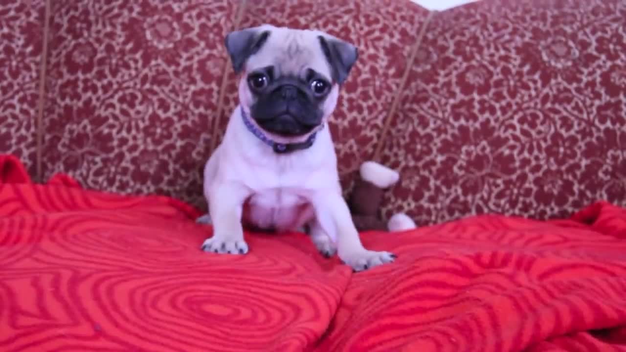 baby pug Carlos barking