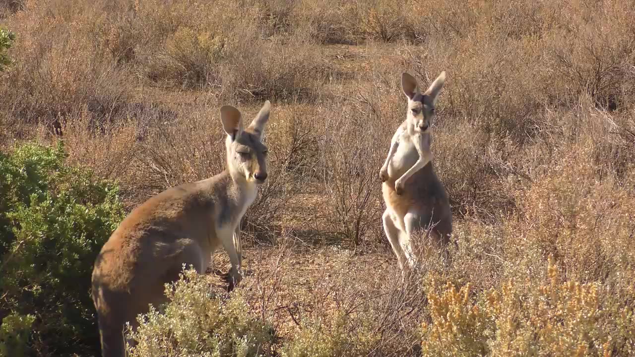Wild animal collection 4K HD