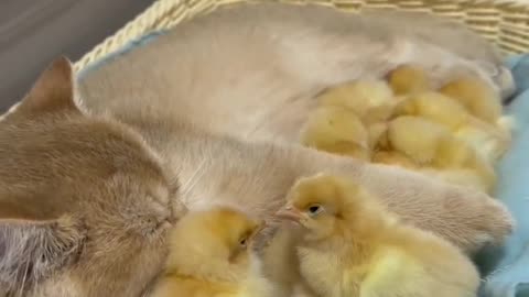 Lovely kittens love chickens very much.