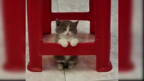 Baby Cats - 26th Collection of Cute and Funny Cat Videos | Aww Animals