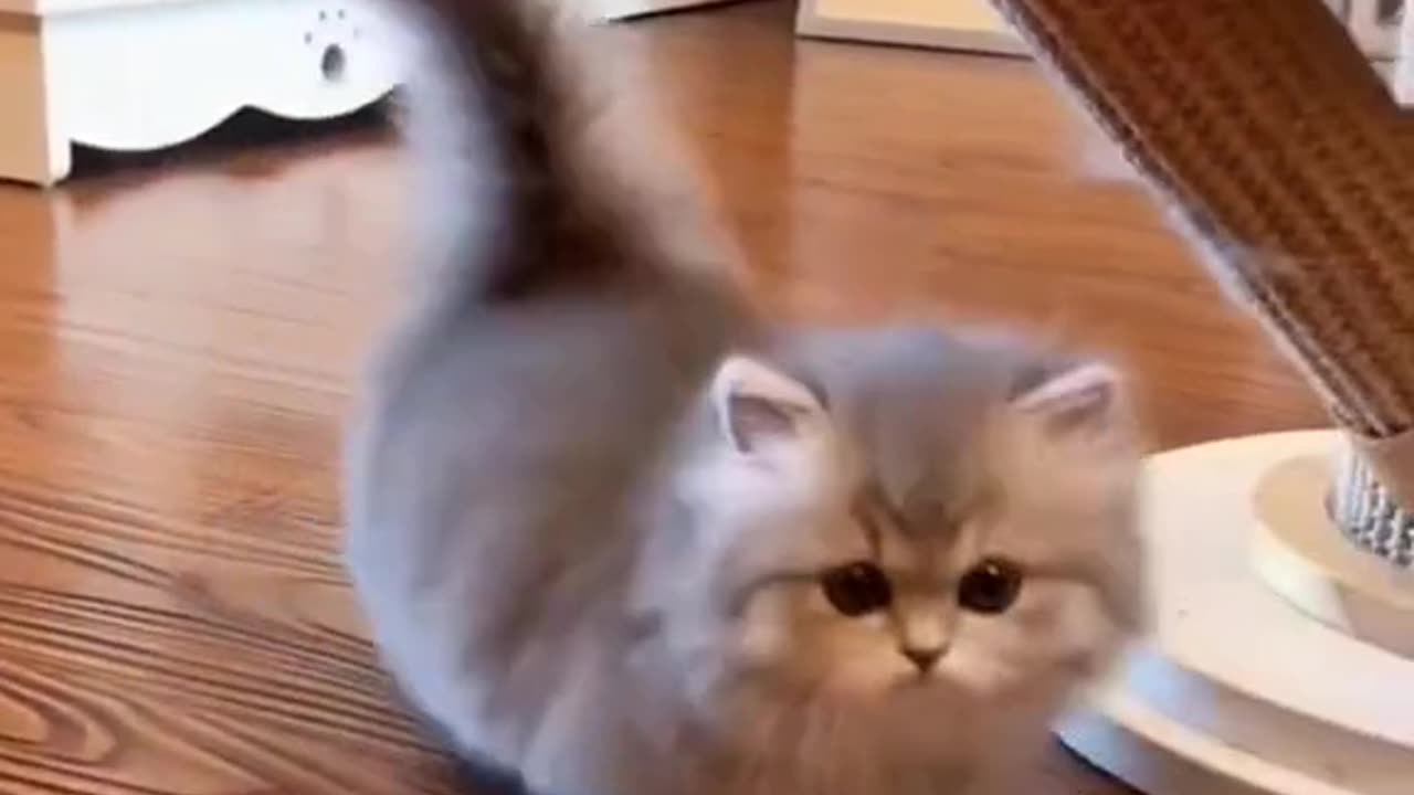 cat cutecat kitty kittensofrumble cat video cute pet for you fyp