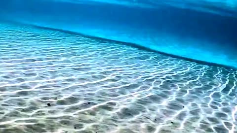 Satisfying Beautiful Fish ASMR That Makes You Calm Original Satisfying Videos PART - 1