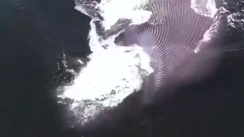 This is a beautiful and charming water-dwelling species