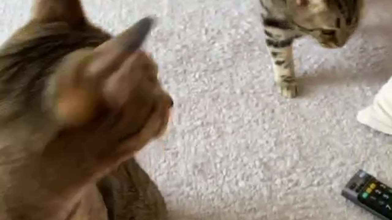 Funniest video for kids 🤣 😁