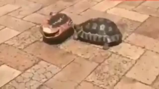 Tortoise helps friend who flipped over video#