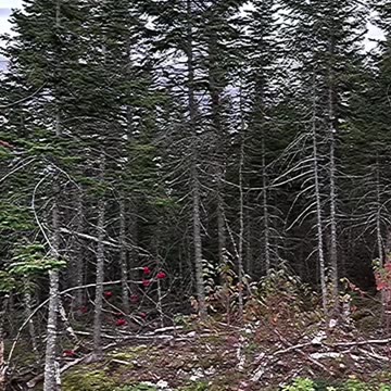 Never go to the woods on Halloween