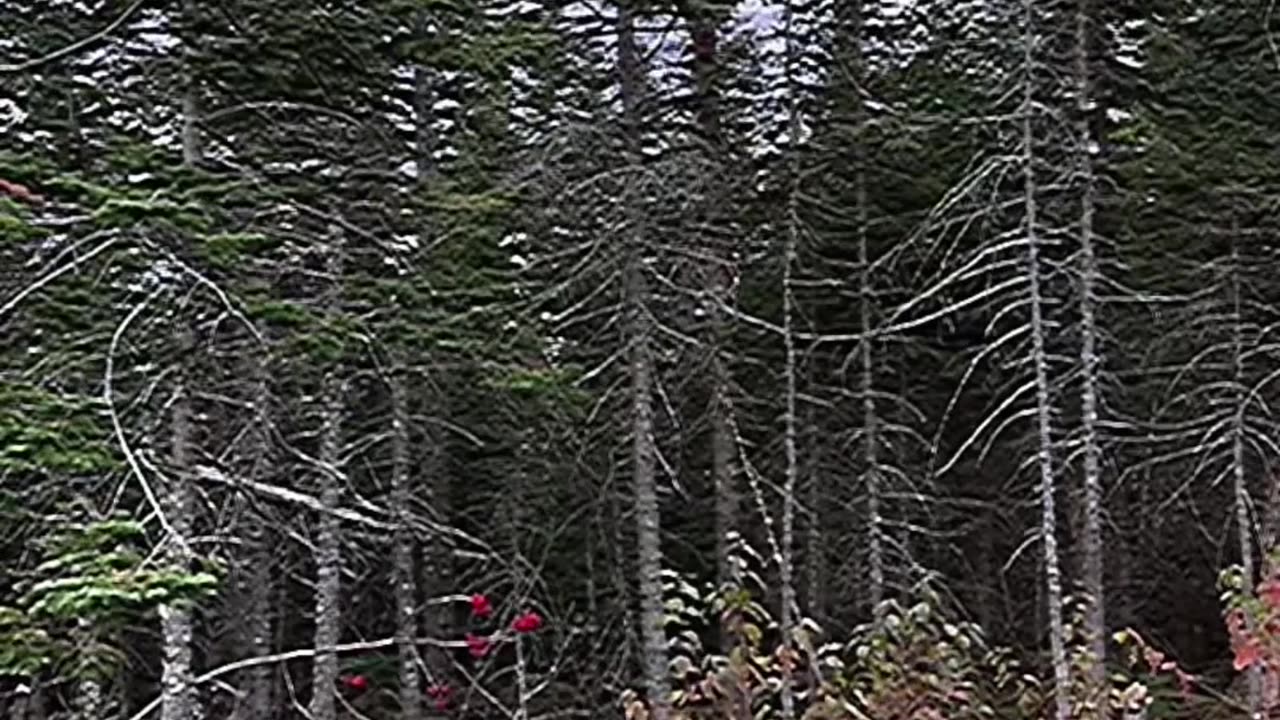 Never go to the woods on Halloween